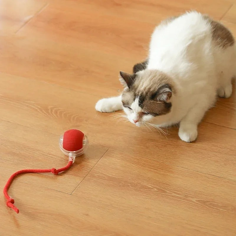 cat ball interactive